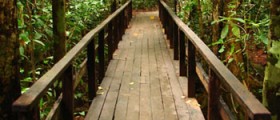 small-bridge-in-the-forest Small bridge in the forest